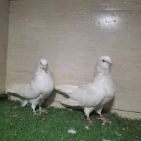 کبوتر سفید اراکی و بمبویی هندی بندر دیلم|پرنده|بندر ماهشهر, |دیوار