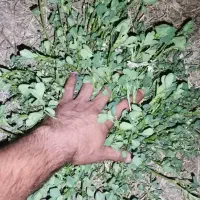 فروش رنجرمائوپا