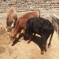 سه گوساله نر