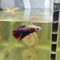 فایتر نر معاوضه با ماده