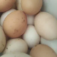 تخم مرغ محلی اصل