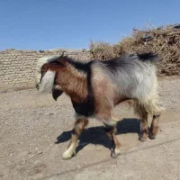 سلام خدمت دوستان عزیز .