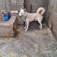 سگ نگهبان خوب|سگ|شیراز, شاپورجان|دیوار