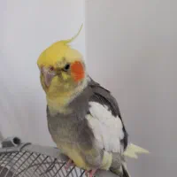 پرنده گم شده|حیوانات|قم, حاج خلیل|دیوار