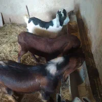 بزغاله پاکستانی|حیوانات مزرعه|ساری, |دیوار