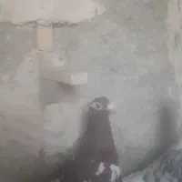 ماده پلاکی و بهبهانی|پرنده|نیریز, |دیوار