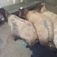 گوسفند بابره
