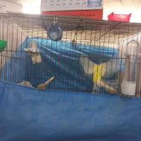 قناری رسمی بلند نر