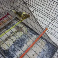 قناری رسنی بلند|پرنده|کهریزک, |دیوار