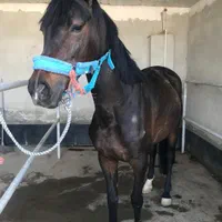 اموزش سوارکاری بصورت مبتدی و حرفه