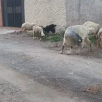 گوسفند  بز و بزغاله  جوان