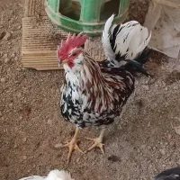 خروس گلین و مرندی سفید|حیوانات مزرعه|نجفآباد, مزرعه طالب|دیوار