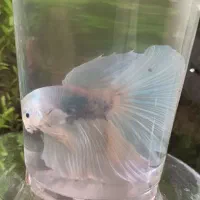 حراج ویژه ماهی فایتر