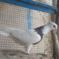 کبوتر رنگی . عراقی . موشی|پرنده|گنبد کاووس, |دیوار