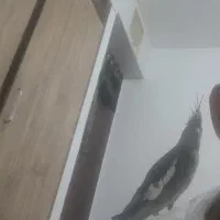 عروس هلندی ماده