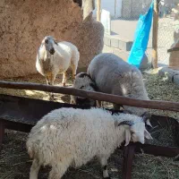 فروش تعدای گوسفند مخصوص داشت