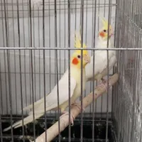 عروس هلندی نرو ماده