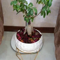 گیاه بن سای