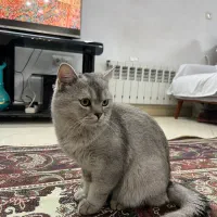 گربه اسکاتیش نر