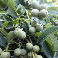 نهالستان صنوبر اصلاح شده گردو و بادام|خدمات باغبانی و درختکاری|کاشان, فاز ۱ ناجی آباد|دیوار