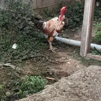 کبابی محلی با خروس لاری دورگ گردن لختی