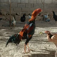 تخم مرغ اوشامو
