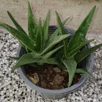 تعدادی گل هست