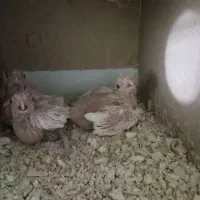 جوجه عروس هلندی  (آلبینو )|پرنده|اصفهان, سرچشمه|دیوار