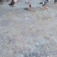 ۱۰تا کبوتر خوب طوقی