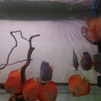 دیسکس عالی|ماهی|کرمان, |دیوار