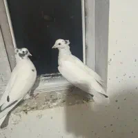 کبوتر شاپر|پرنده|ملکشاهی, |دیوار