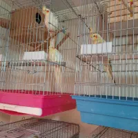 تعدادی عروس هلندی مولد دستی و سخنگو