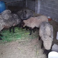 گوسفند رومانوف