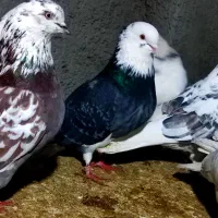 کفترکبوتر|پرنده|هشتگرد, هشتگرد قدیم|دیوار