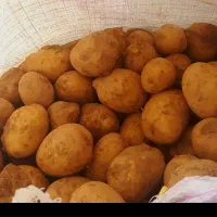 سیب زمینی تازه