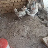 کبوتر کاشانی|پرنده|بروجن, |دیوار