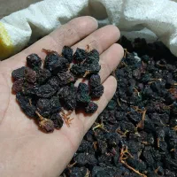 مویز .ممیز.میمیز