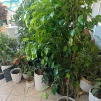 گل های آپارتمانی|گل و گیاه طبیعی|تبریز, |دیوار