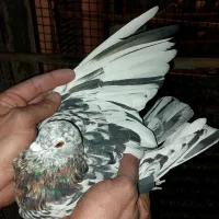 کفتر صاف و پرشی