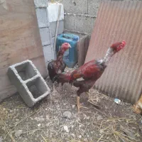 مرغ و خروس لاری