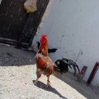 مرغ و خروس