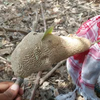 عسل کُنار طبیعی سر شاخه بشرط
