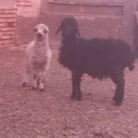 بره|حیوانات مزرعه|یزد, |دیوار