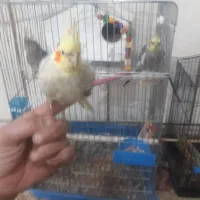 عروس هلندی سخنگو|پرنده|تاکستان, |دیوار