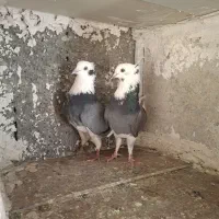 کفتر