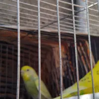 مرغ عشق|پرنده|تایباد, |دیوار