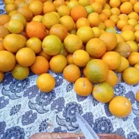 نارنج سالم 100کیلو