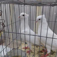 کبوتر کشیده خوش استایل