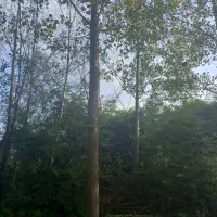 حدود ۵۰ عدد درخت صنوبر