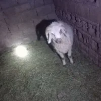 قوچ بزرگ فروشی